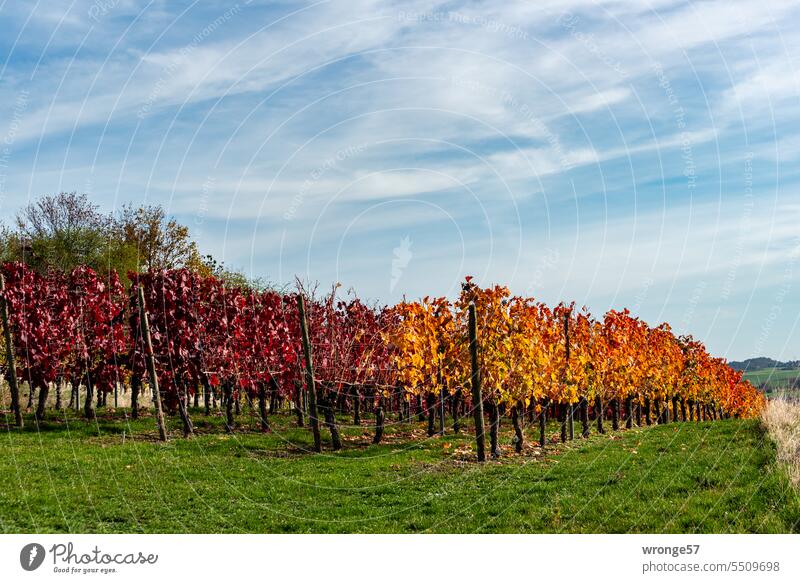 Herbstlich bunt gefärbte Reben auf dem Weinberg Weinreben Blätter Farbfoto Herbstfarben Herbstlandschaft Herbststimmung Herbstfärbung Herbstlaub Sachsen-Anhalt
