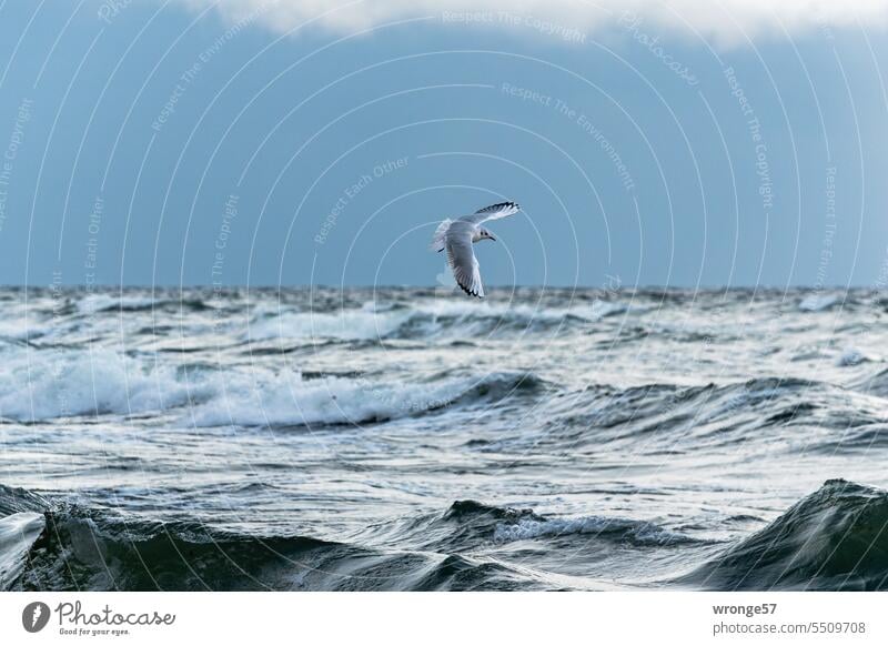 Eine Möwe fliegt über der stürmischen See Meer stürmische See Ostsee Sturm Wellen Wellenkämme tosende See stürmisches Meer stürmisches Wetter Herbst herbstlich