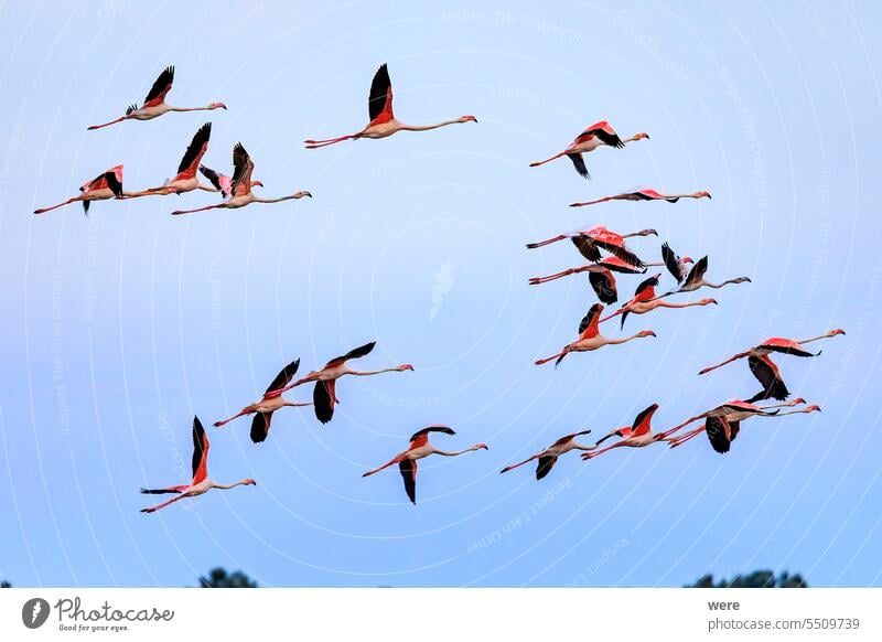 Ein Schwarm großer Flamingos mit Jungen in der Nähe von Aigues-Mortes in der Camarque im Flug über die Feuchtgebiete Tier Vogel camarque Canal du Midi