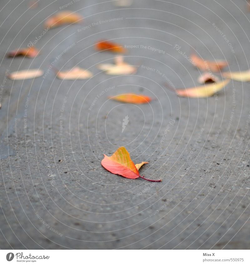 Ein Blatt Herbst Straße Wege & Pfade Beton dehydrieren gelb rot Herbstlaub Asphalt Herbstbeginn Herbstfärbung herbstlich Farbfoto mehrfarbig Außenaufnahme