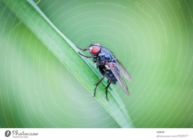 Eine Fliege Natur Tier Gras Halm Flügel Stechmücke Facettenauge 1 hocken glänzend klein nah braun grün schwarz Farbfoto Außenaufnahme Nahaufnahme Makroaufnahme