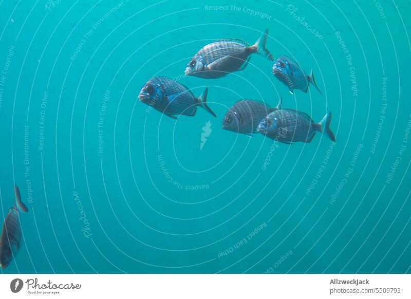 Unterwasseraufnahme von 6 Fischen in blauem Wasser blaues Wasser Unterwasserfoto Fischschwarm Meer See Schwarm Schwimmen & Baden tauchen Zusammensein Tiergruppe