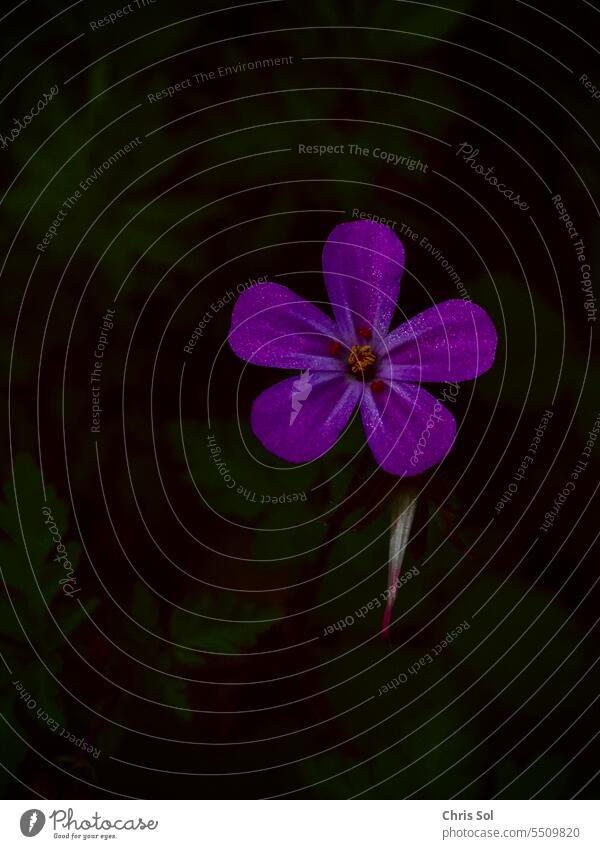 Stinkender Storchschnabel Ruprechtskraut Blume Blüte dunkel Hintergrund isoliert Natur Pflanze Sommer violett natürlich schön Garten Frühling rosa Umwelt