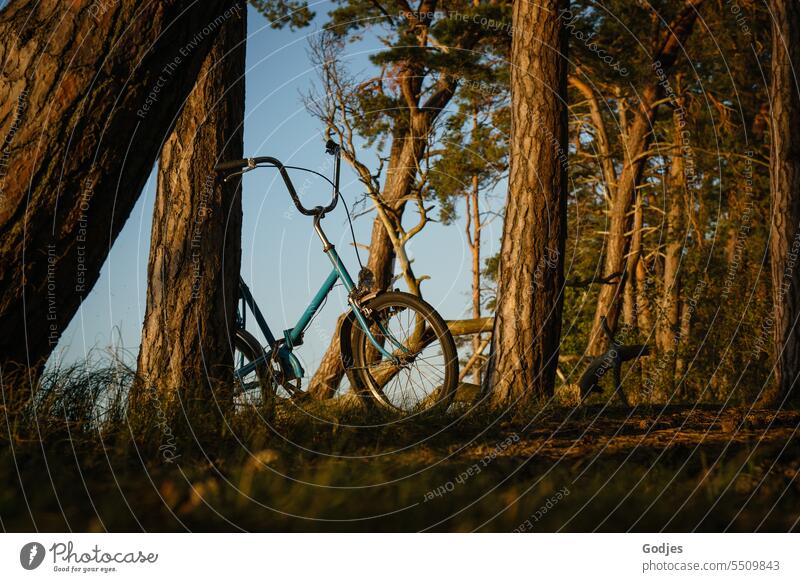 Fahrrad lehnt an einem Baum im Wald in der Abenddämmerung Fahhrad Minirad Bäume Baumstamm Himmel Natur Umwelt Menschenleer Landschaft Holz Außenaufnahme