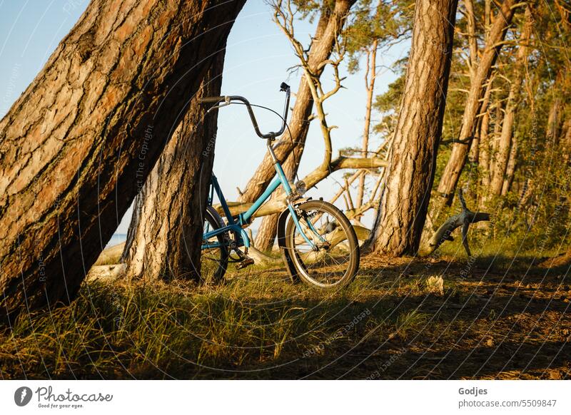 Fahrrad lehnt an einem Baum in einem Waldstück, blauer Himmel im Hintergrund Minirad Rinde Gras Wasser Blauer Himmel Natur Außenaufnahme Menschenleer Pflanze