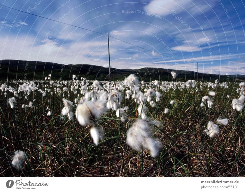 Wollgras Gras Norwegen flach Wiese Blume grün Himmel blau