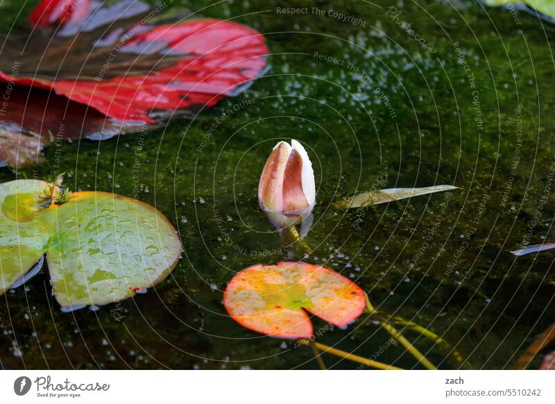 stille Wasser sind grün See Seerosen Teich Seerosenblatt Blüte Seerosenteich Pflanze Natur Wasserpflanze