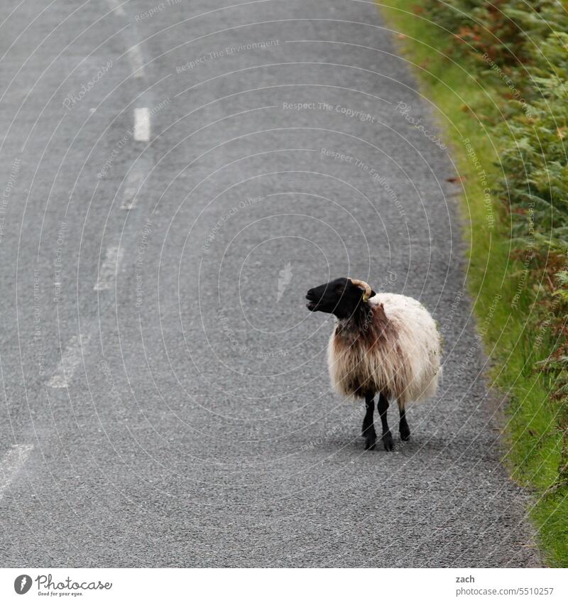Schaf links Irland Straße Wege & Pfade Hügel Gras Wiese Wolken Natur grün Republik Irland Landschaft schlechtes Wetter Tier