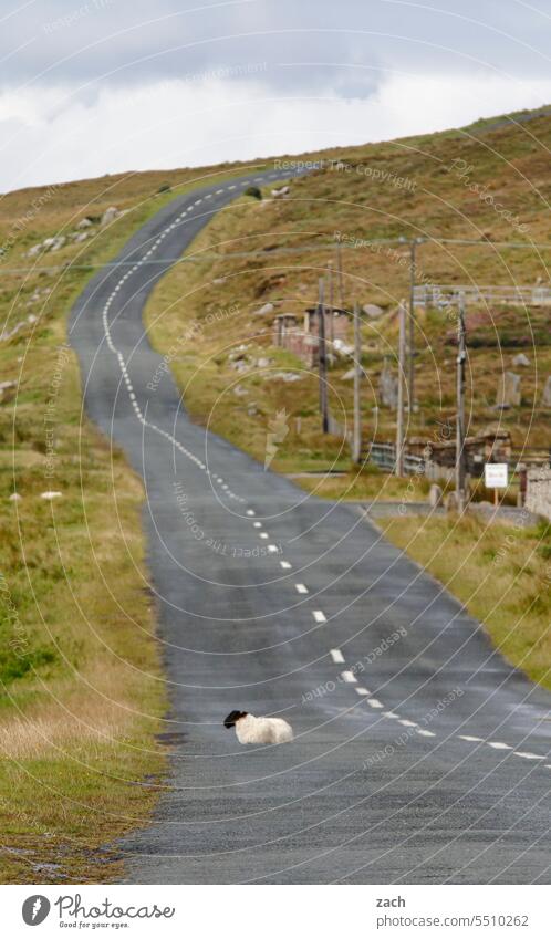 Road to nowhere Schafe Irland Straße Wege & Pfade Hügel Gras Wiese Wolken Natur grün Republik Irland Landschaft