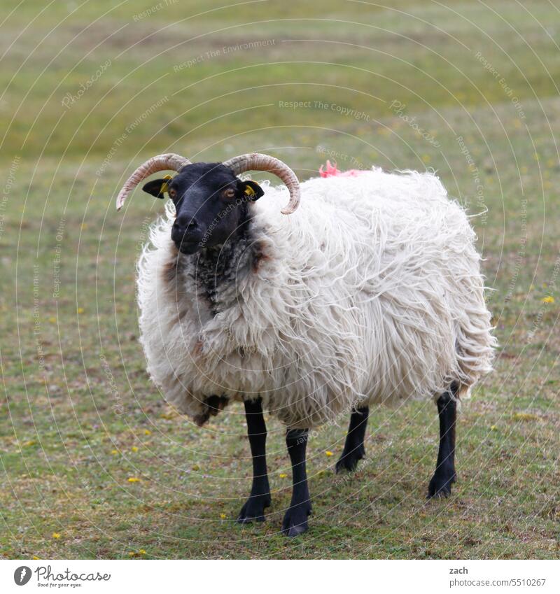 Weichspüler | mit Perwoll gewaschen Schaf Irland Republik Irland Tier Schafswolle Schafsbock Wiese Gras grün Landschaft