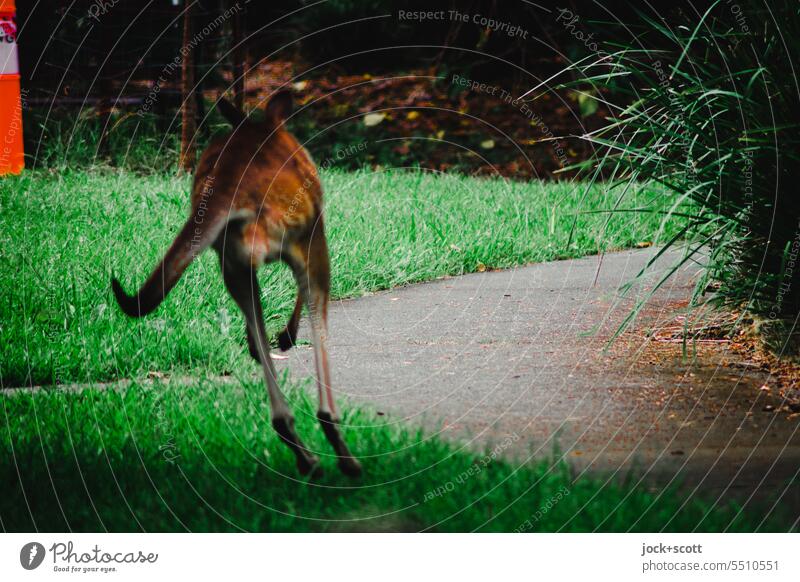 Känguru auf der Flucht Känguruh Australien Wildtier exotisch Tierwelt Wiese Fauna Umwelt scheu Wege & Pfade rennt Queensland Menschenleer Erlebnis Ausflug