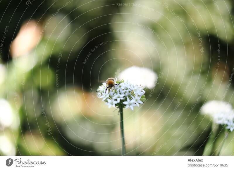 Eine Biene auf den Blüten einer Schnittknoblauchblüte - Allium tuberosum Insekt Pflanze Kraut Würzkraut Küchenkräuter Essen Gewürz gefährdete Arten bestäuben