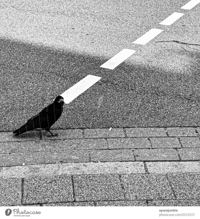 Linie Vogel raabe Straße Tier Wildtier Vögel Außenaufnahme Straßenverkehr gehweg Menschenleer Flügel Tierporträt Streifen Zebrastreifen Schwarzweißfoto Licht