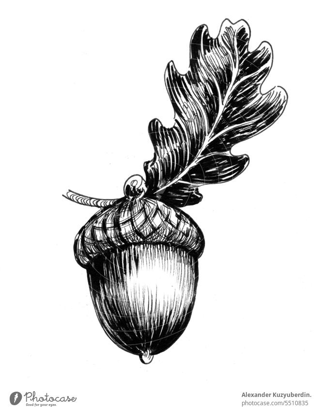 Tuschezeichnung einer Eichel und eines Eichenblatts Eicheln Herbst Hintergrund schwarz botanisch Botanik Ast Dekoration & Verzierung Zeichnung gezeichnet