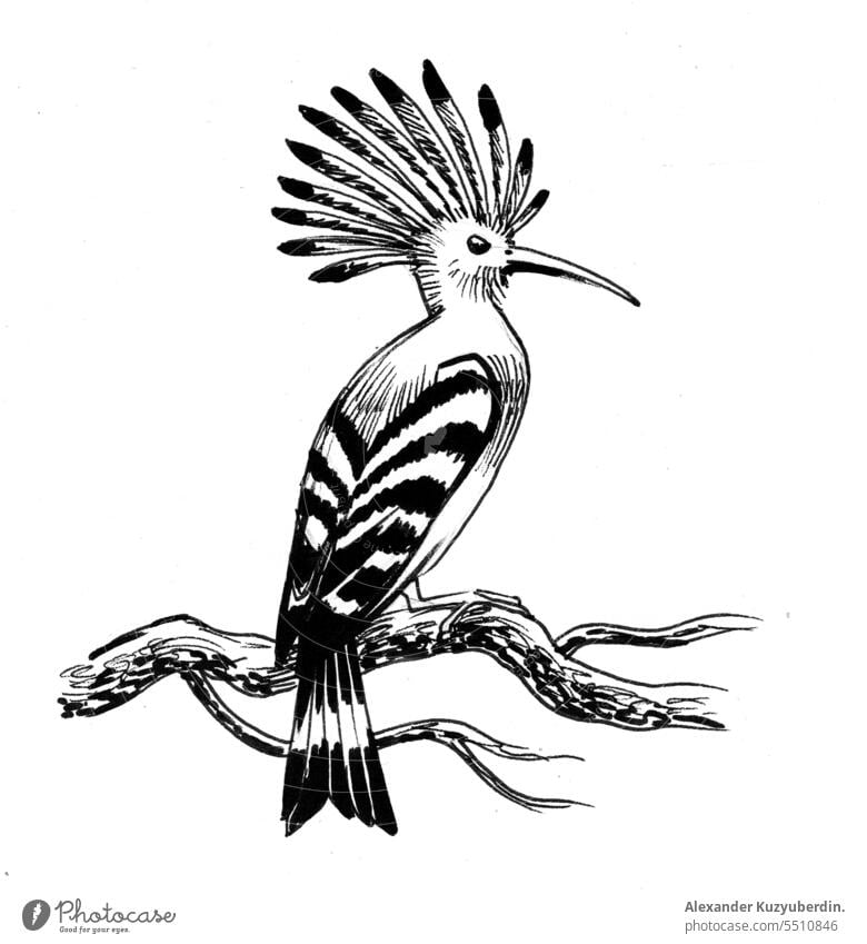Vogel auf dem Baumzweig. Tinte schwarz und weiß Illustration Tier Kunst Hintergrund schön Karikatur niedlich Design Zeichnung gezeichnet Feder graphisch Hand