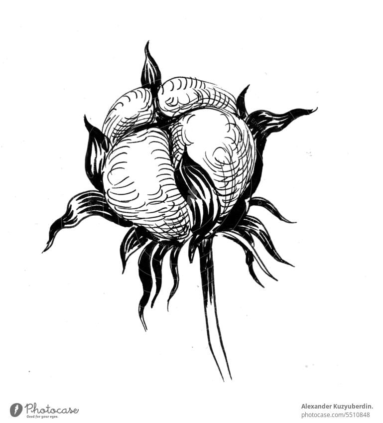 Baumwollpflanze. Hand gezeichnete Tinte schwarz und weiß Skizze Kunst Hintergrund botanisch Botanik Baumwolle Ernte Zeichnung Flora geblümt Blume graphisch