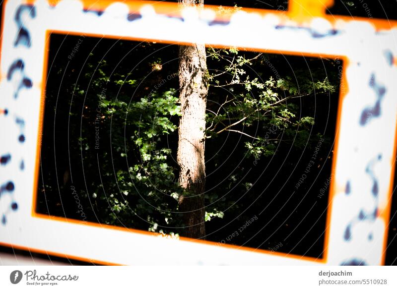Einen Baumstamm im Bilderrahmen Rahmen alt Fotografie Holz Menschenleer Stamm Dekoration & Verzierung Kunst Farbfoto Tag Blätter grün draußen Sonnenlicht