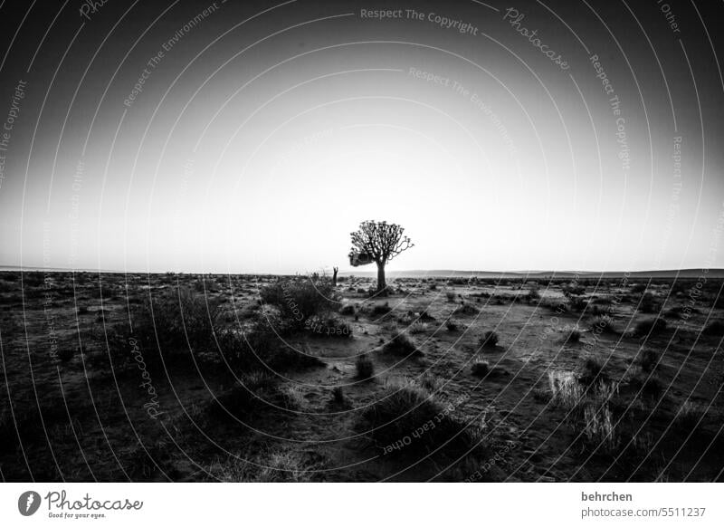 licht Köcherbaum Dämmerung Afrika Einsamkeit beeindruckend magisch Landschaft Wüste weite stille Hoffnung Baum außergewöhnlich dunkel wunderschön Ferne