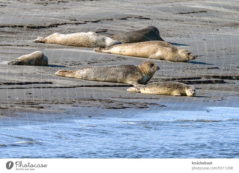 seehunde vor cuxhaven Seehunde Außenaufnahme Wildtier Tier Robben Nordsee Meer Strand Küste Insel frei Sand Umwelt Natur Wasser