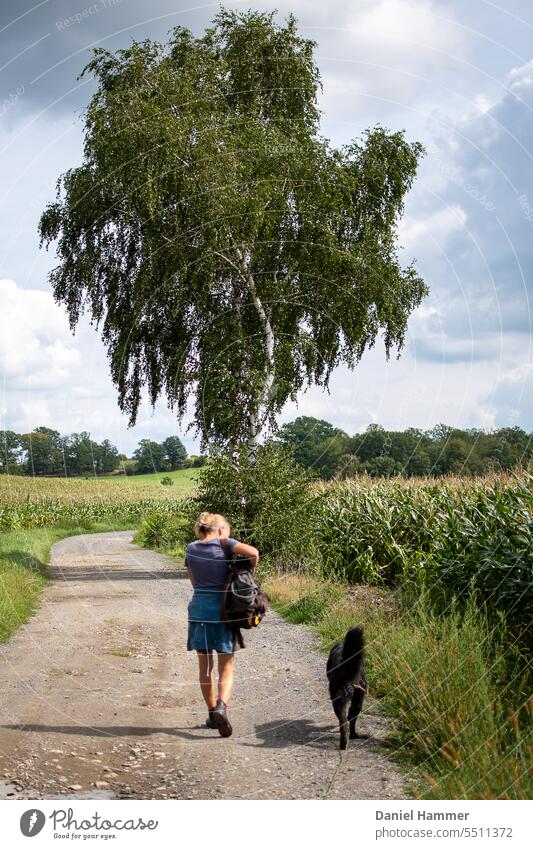 Frau mit Rucksack und dunkelbraun - schwarzen Hund laufen auf Feldweg zwischen zwei Maisfeldern im Sommer. Am Wegrand ein wunderschön belaubter Birkenbaum. Frau und Hund von Hinten fotografiert und nicht zu erkennen. Baumgruppe im Hintergrund.