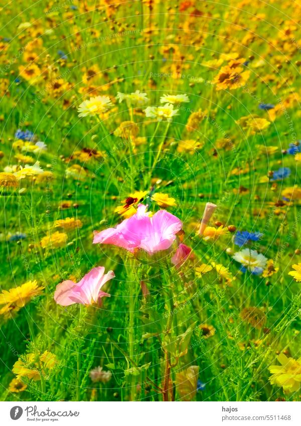 Wiese mit vielen bunten Blumen Weichzeichner Zentrum im Fokus Malve rosa gelb grün Vielfalt verschwommen Geschwindigkeit Farbe farbig Blüte Überstrahlung hübsch