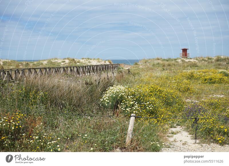 langer Holzsteg in Andalusien Spanien, der zu einem Traumstrand führt Steg Wasser Landschaft Idylle ruhig Natur Meer Meereslandschaft Meeresufer traumhaft