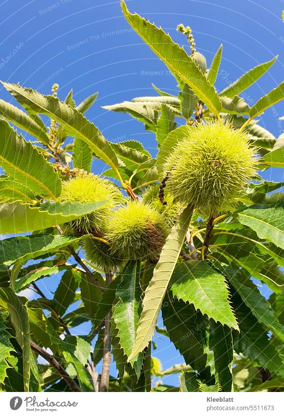 Maronen - noch fest verschlossen in der grünen stacheligen Kugel am Baum essen Baumfrucht Lebensmittel Herbst Farbfoto Außenaufnahme Bioprodukte unreif hängend