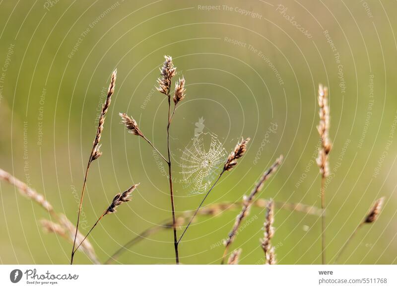 ein kleines Spinnennetz zwischen den Samendolden der Gräser auf einem Grashalm vor dem verschwommenen Hintergrund einer Wiese blüht Halm
