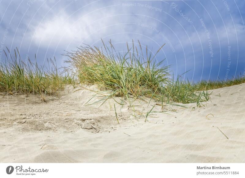 Gras auf den Sanddünen in der Nähe des Nordmeers Strand blau Küste Küstenstreifen Küstenlinie Landschaft wüst Detailaufnahme Düne Dunes Umwelt Europa Zaun