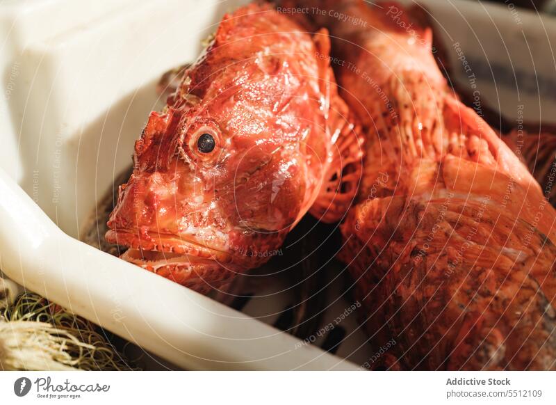Ungekochter roter Fisch im Behälter ungekocht frisch natürlich Container fangen Natur marin lokal organisch Soller Meeresfrüchte Baleareninsel Mallorca Bass