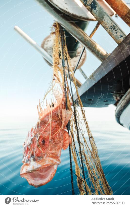 Skorpionfisch im Tackle auf einem Segelboot gefangen rot Scorpaena scrofa Fisch Netz Fischen Tradition Trawler Boot Soller Balearen Mallorca Wadenfisch jagen