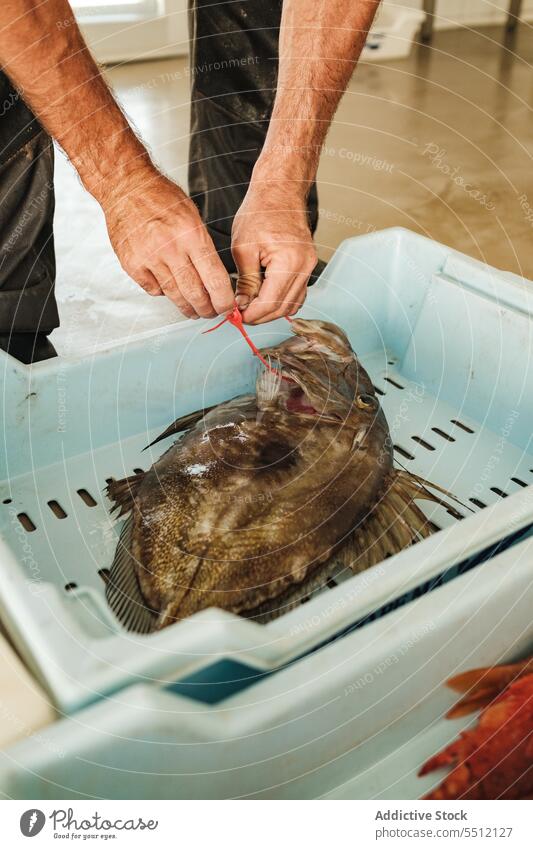 Unbekannter Mann etikettiert Fisch kennzeichnen frankieren Qualität Kasten Fischen Container Fischer Meeresfrüchte männlich Spanien Soller Mallorca frisch