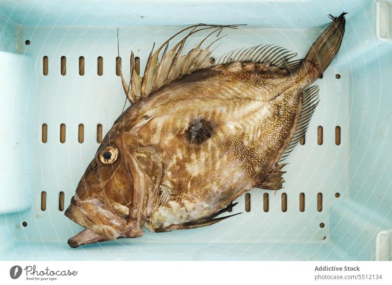 Ungekochter Fisch im Behälter Qualität Kasten Container Meeresfrüchte frisch Produkt lokal Protein Ernährung Lebensmittel ungekocht ganz Nährstoff Flunder