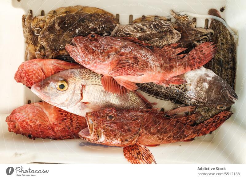 Ungekocht von verschiedenen Fischarten im Container ungekocht frisch natürlich fangen Natur marin lokal organisch Soller Auswahl Meeresfrüchte Baleareninsel