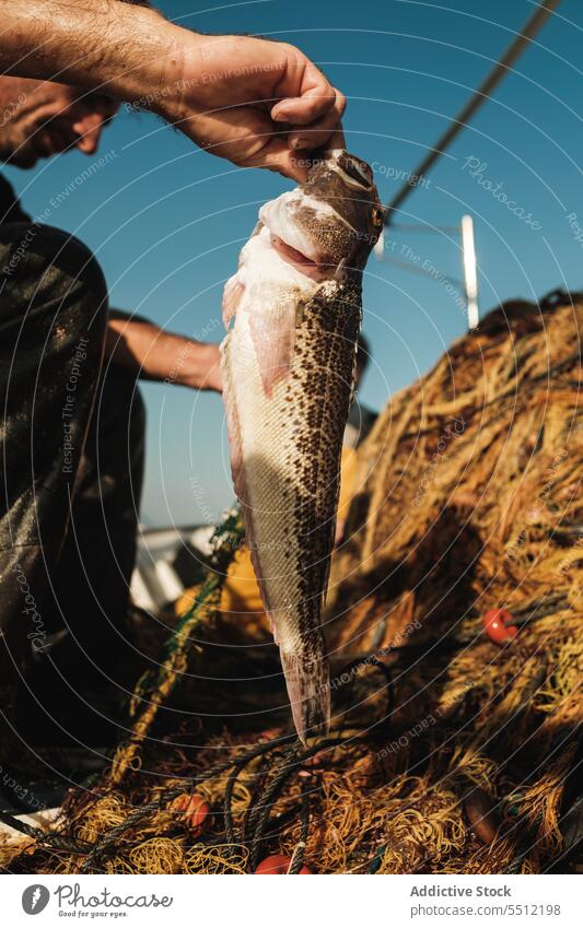 Crop Mann mit Fisch in sonnigen Tag Fischen frisch fangen Fischer Meeresfrüchte ungekocht Kreatur Prozess männlich Spanien Soller Mallorca hispanisch ethnisch