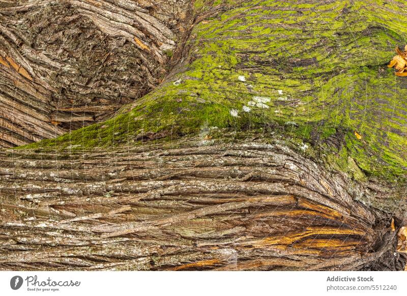 Rinde des Baumes Textur alt natürlich Holz Kofferraum braun abstrakt Oberfläche Material Nutzholz Wald Pflanze Nahaufnahme Natur Leben Saison Ökologie Umwelt