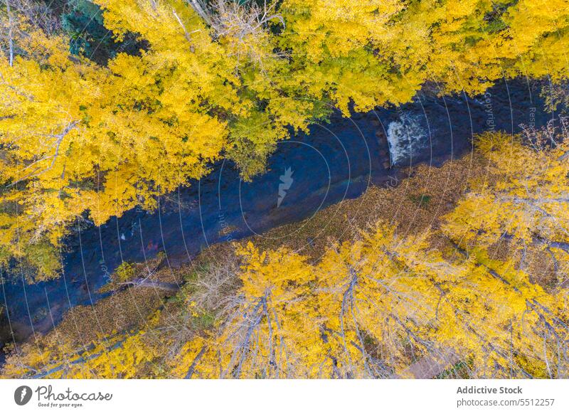 Malerischer Blick auf einen Fluss zwischen Bäumen im Herbst Natur Landschaft Wald Baum Saison tagsüber malerisch gelb fallen erstaunlich Hintergrund Umwelt