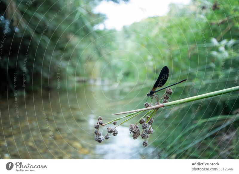 Libelle auf einem Baumzweig epiaeschna heros Sumpflöwe Insekt Tier Tierwelt Fauna Natur Bargeld Flügel Kreatur wild Lebensraum Biologie Hausierer Zoologie