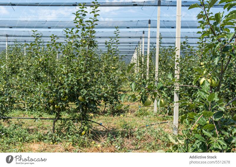 Gut organisierte Obstplantage Ackerbau Apfel Garten grün Ernte Ernten Gesundheit Landschaft Blätter Obstgarten organisch roh reif Reihe Saison saisonbedingt