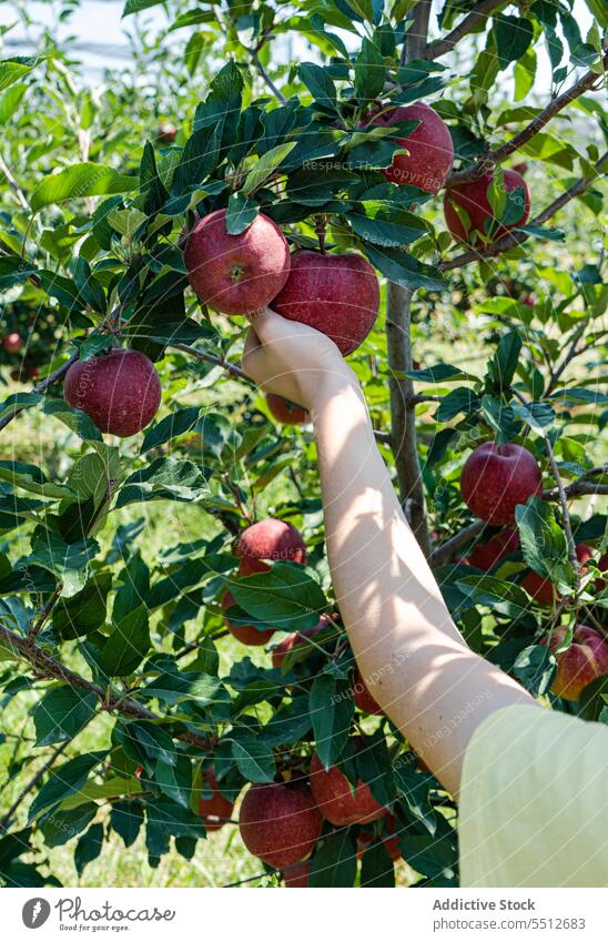 Anonymes Kind erntet rote Äpfel im Garten Ackerbau Apfel Herbst herbstlich Junge Kinder Ernte grün Hand Ernten Halt menschlich natürlich Natur Obstgarten