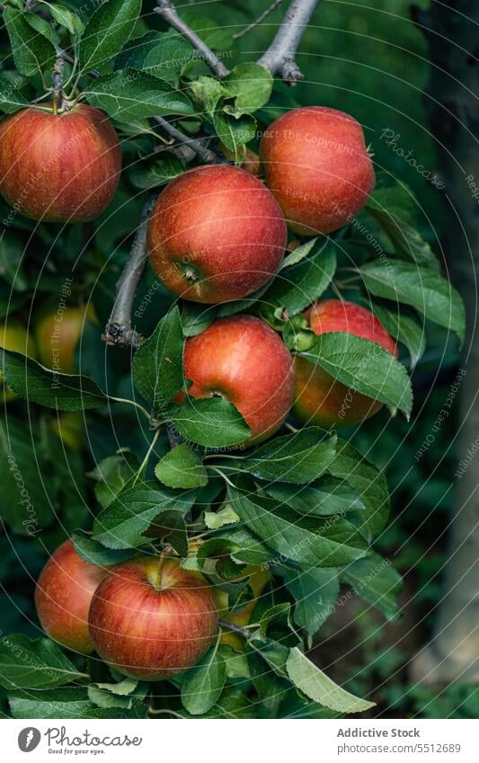 Reife rote Äpfel im Garten Ackerbau Apfel abschließen Ernte Gala grün Ernten Gesundheit Art Blätter natürlich Natur Obstgarten organisch roh reif Saison