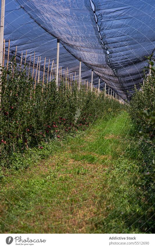 Gut organisierte Obstplantage Ackerbau Apfel Garten grün Ernte Ernten Gesundheit Landschaft Blätter Obstgarten organisch roh reif Reihe Saison saisonbedingt