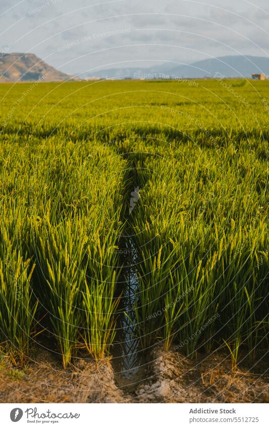 Weite Reisfelder Feld riesig malerisch Berge u. Gebirge Provinz Cloud Himmel kontrastierend tiefstehend hoch Wasser Landschaft landwirtschaftlich Natur Ackerbau