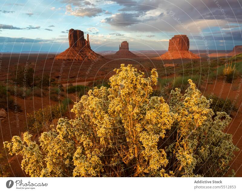 Wüste in Arizona mit trockenen Formationen wüst Natur felsig Baum Landschaft Umwelt Felsen Schlucht USA amerika Vereinigte Staaten trocknen Cloud Tal Geologie