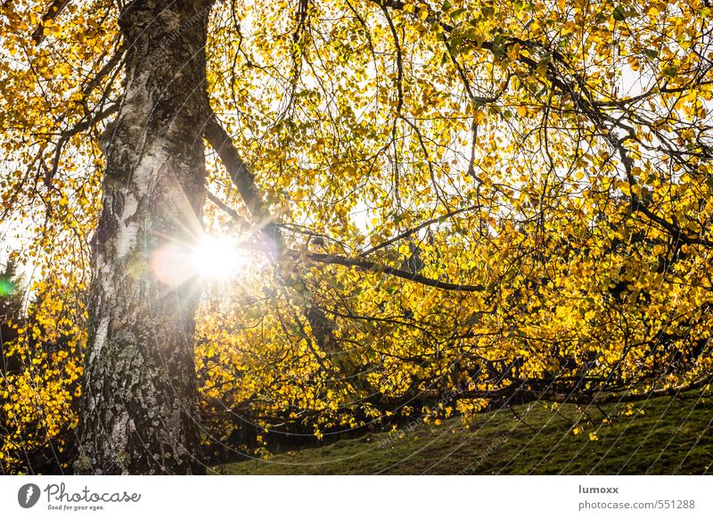 herbstlich(t) Sonnenlicht Herbst Baum Blatt Wald gelb Birke Gegenlicht Herbstlaub Herbstfärbung Herbstwald Farbfoto Außenaufnahme Tag Licht Sonnenstrahlen