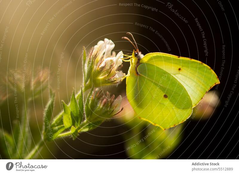 Kleopatra Schmetterling sitzend auf weißer Blume Blüte Feld Natur Gonepteryx cleopatra Weißlinge Flora Sommer Wiese wild filigran Botanik Harmonie wunderbar