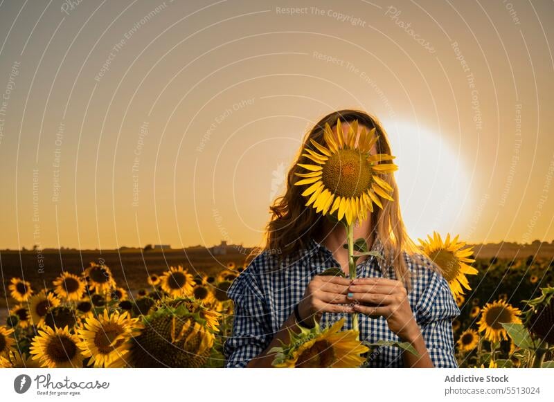 Anonyme Frau mit Sonnenblume in der Nähe von Feld im Sommer Abend stehen Deckblatt Landschaft Sonnenuntergang Natur Tierhaut Blume ländlich Pflanze Flora