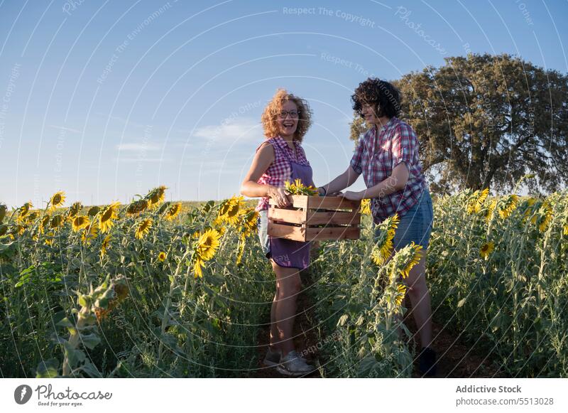 Glückliche Frauen mit Kiste voller Sonnenblumen auf einem Feld Kasten frisch Sommer führen Freund Zusammensein Lächeln Blume Blütezeit positiv Natur heiter