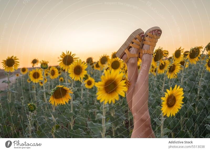 Beine einer unerkennbaren Frau in der Nähe eines Sonnenblumenfeldes Feld Sommer Natur Landschaft Abend Sandale Sonnenuntergang Beine gekreuzt Blume natürlich