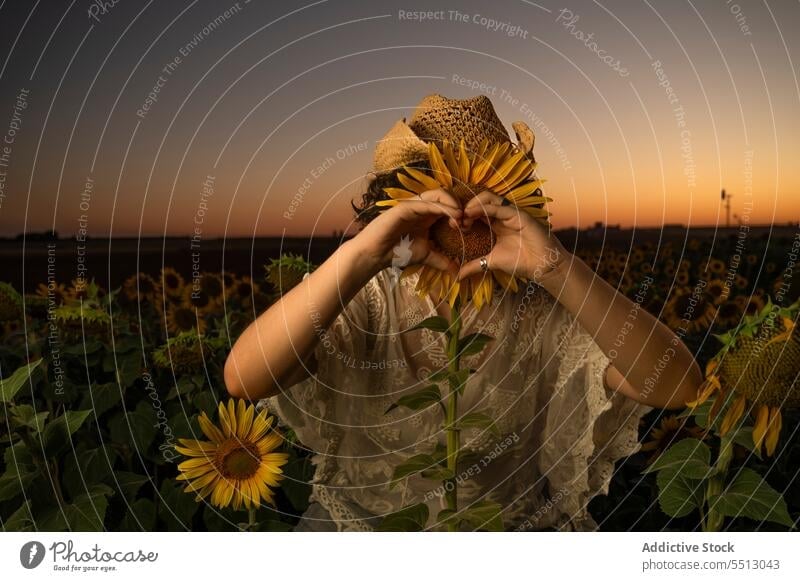 Unbekannte Frau versteckt sich hinter Sonnenblume und zeigt Herzzeichen gestikulieren Feld Sonnenuntergang Landschaft Tierhaut Sommer Liebe Zeichen Natur Blume